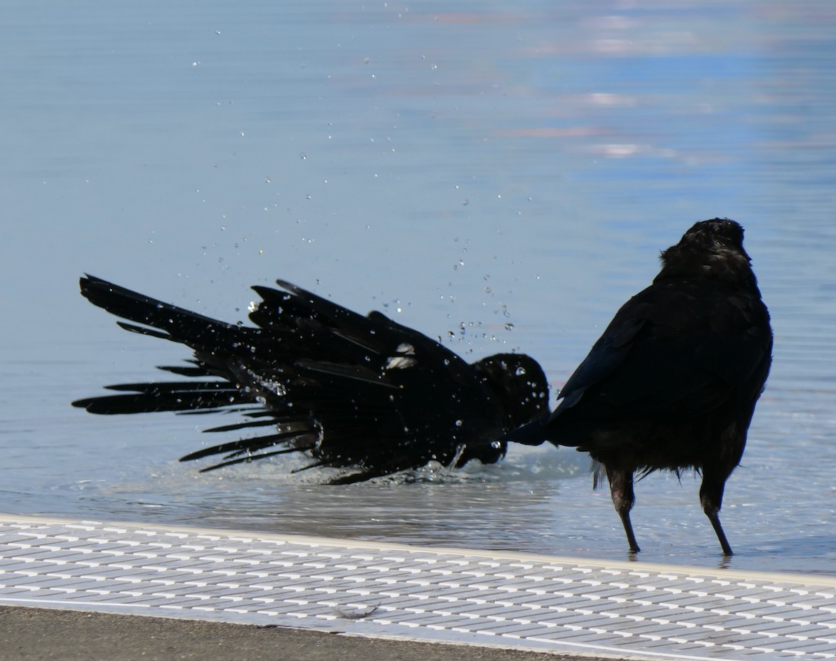 American Crow - ML623150456