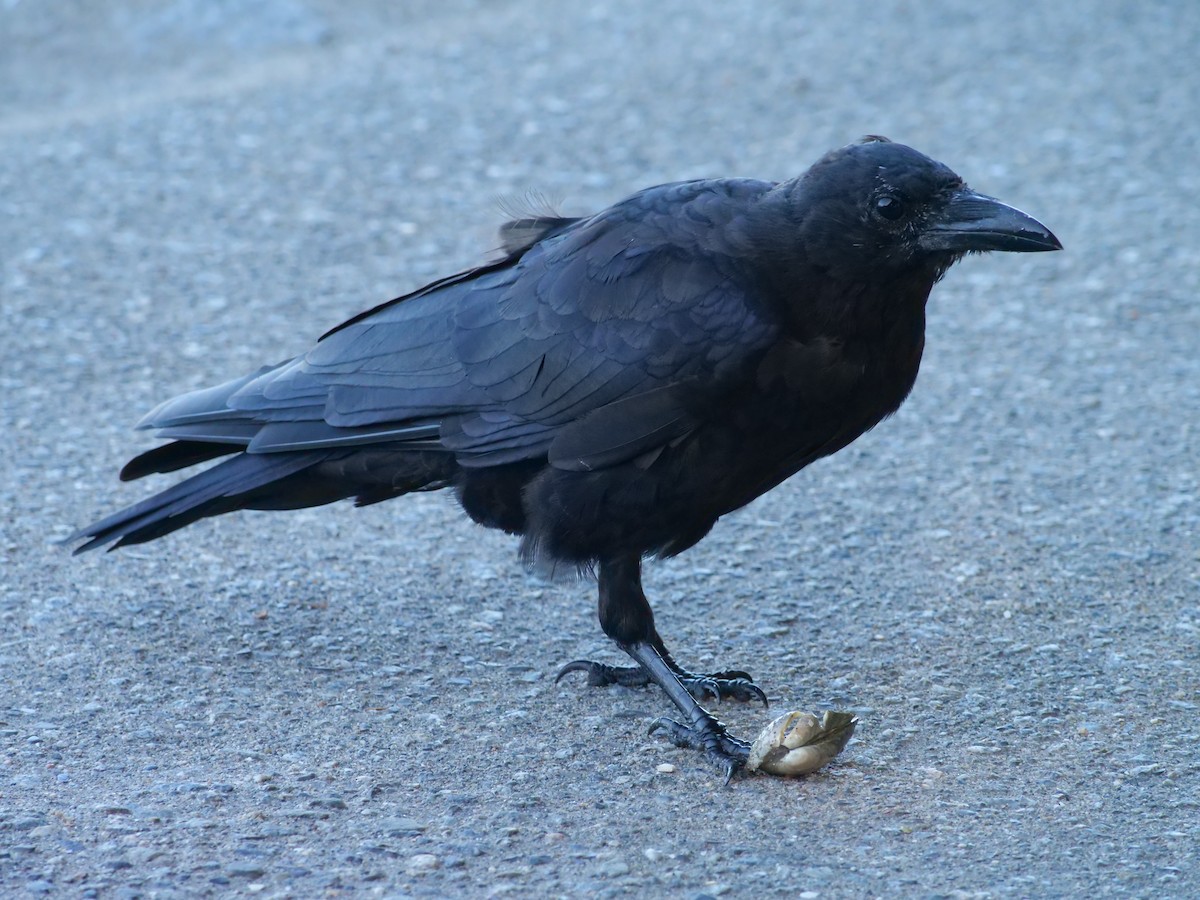 American Crow - ML623150459