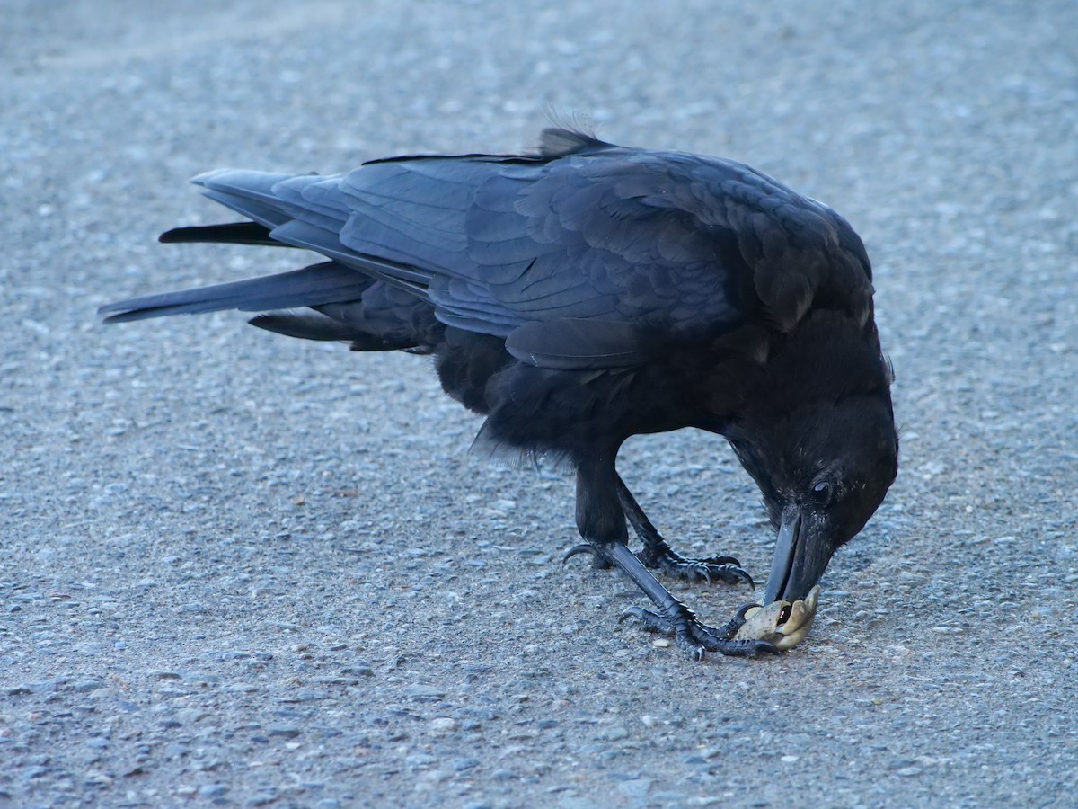 American Crow - ML623150465