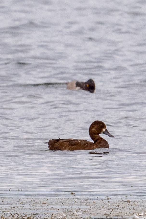 Greater Scaup - ML623150513