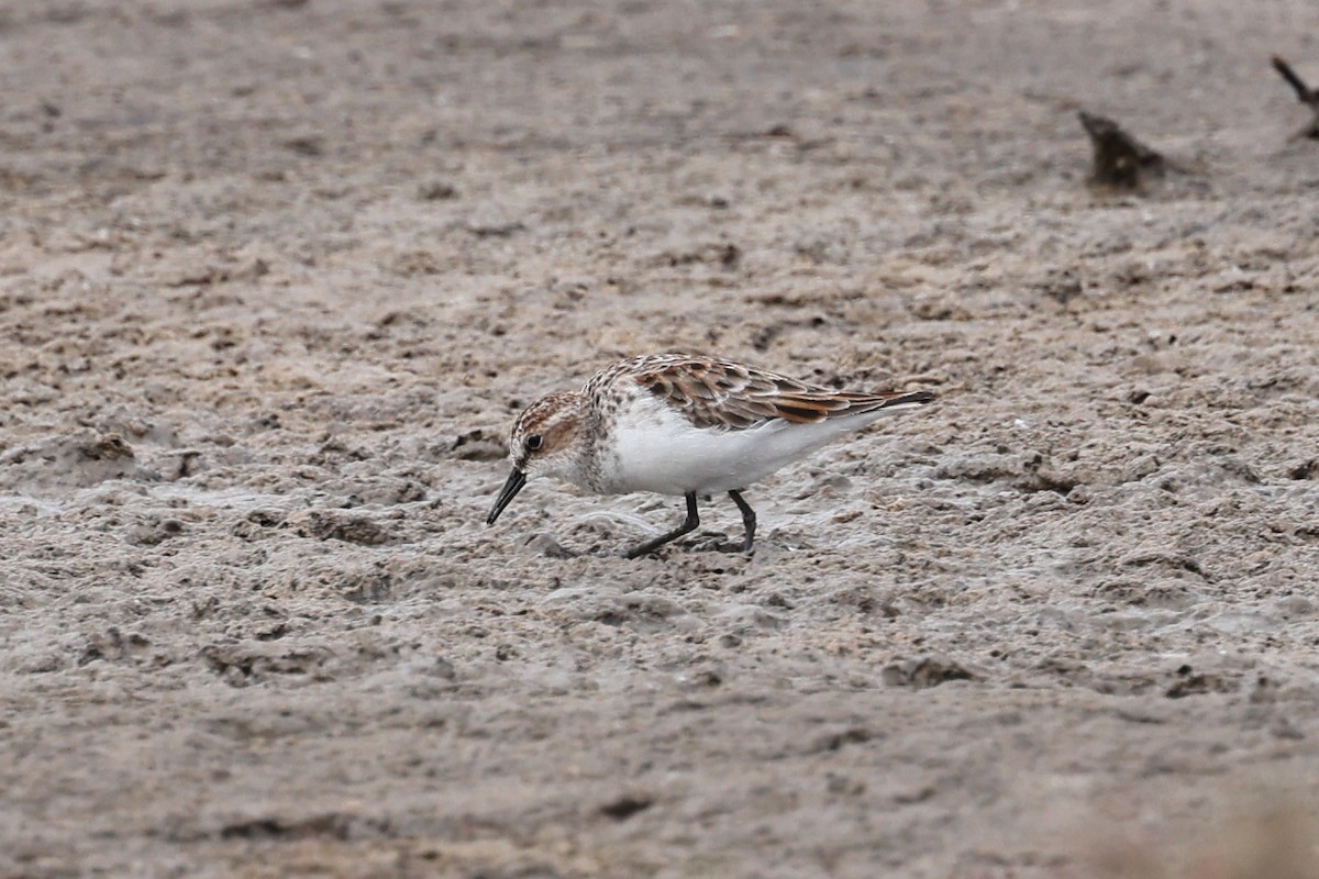 Little Stint - ML623150531