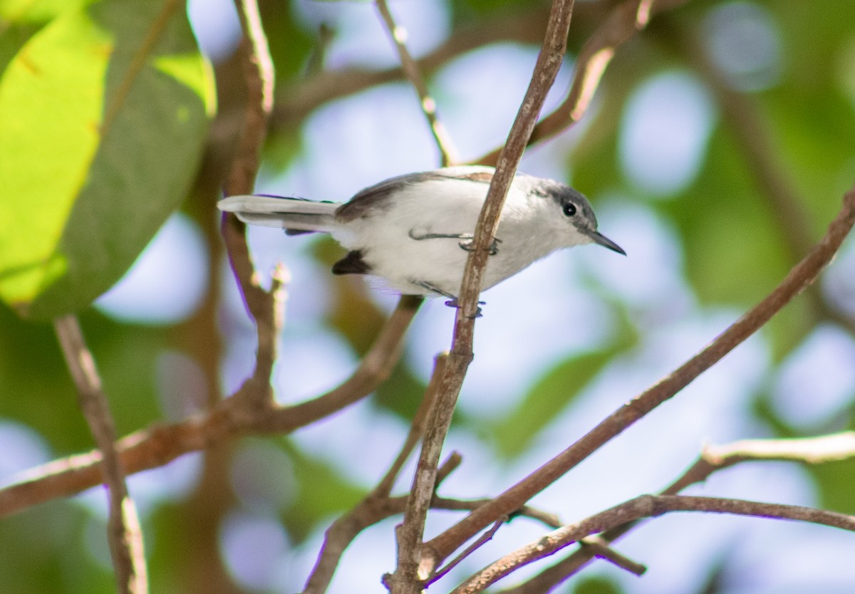 White-lored Gnatcatcher - ML623150537