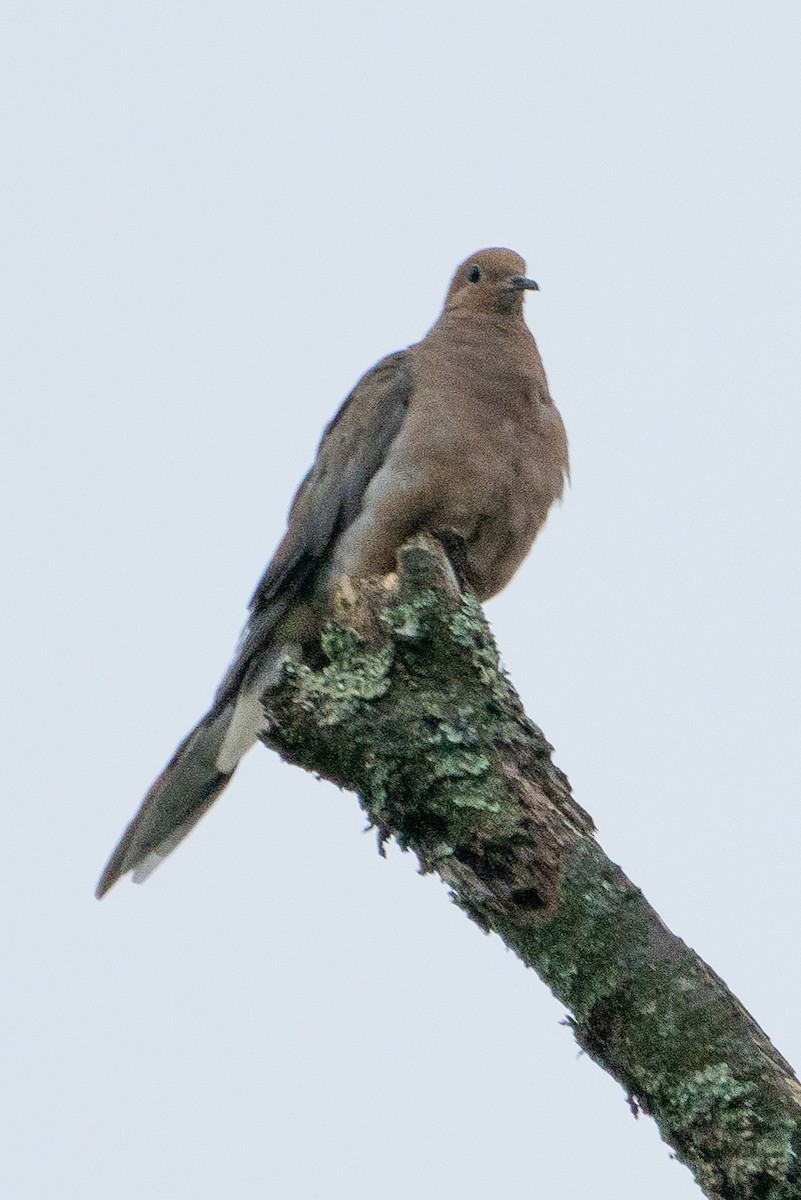 Mourning Dove - ML623150670