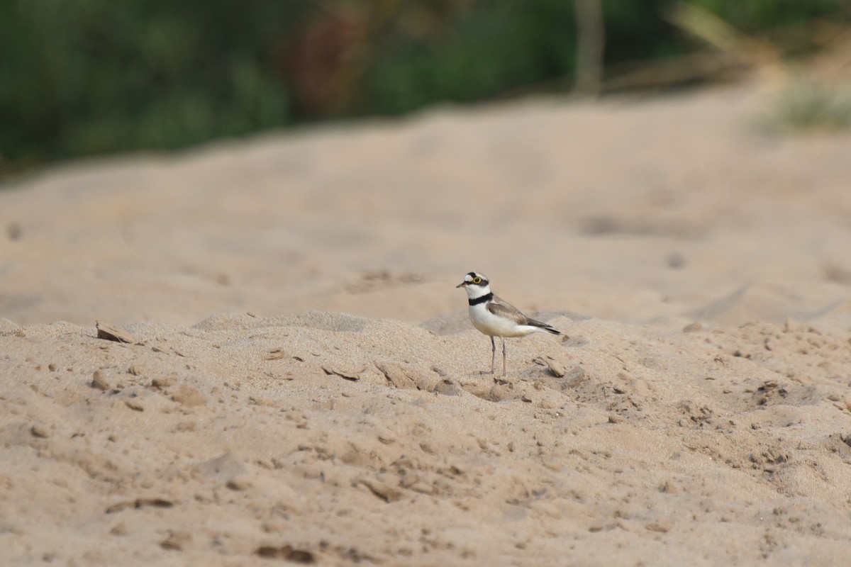 Little Ringed Plover - ML623150725