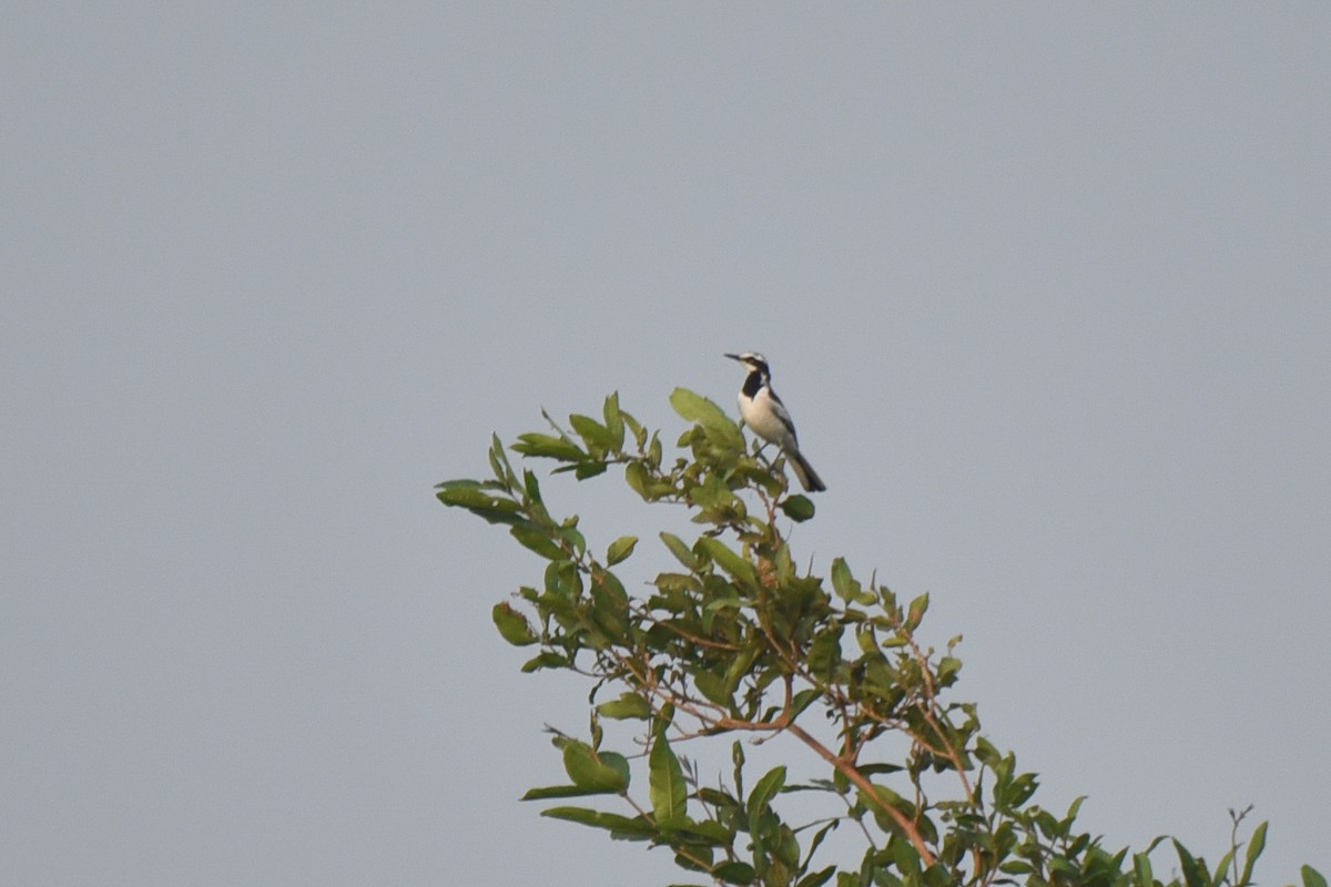 Mekong Wagtail - ML623150735