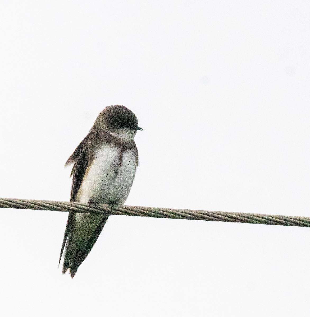 Bank Swallow - David Wetzel