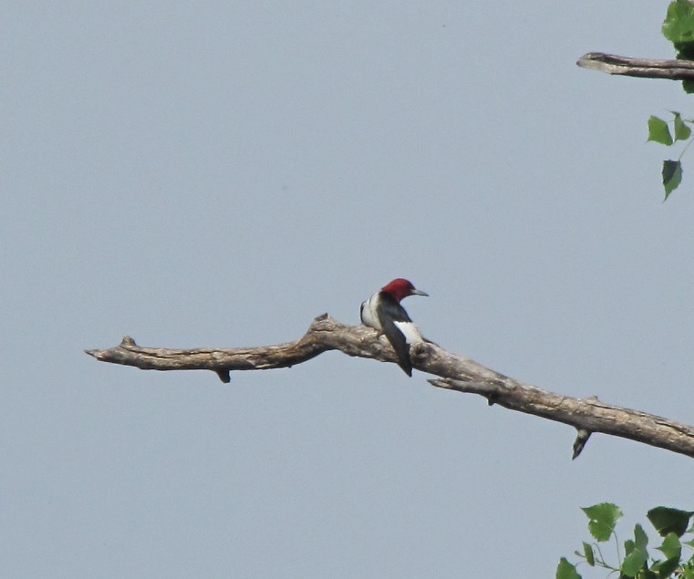 Red-headed Woodpecker - Larry Bennett