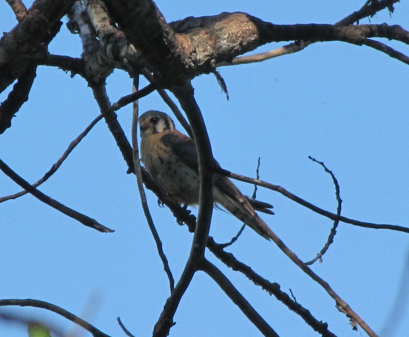 American Kestrel - ML623150780