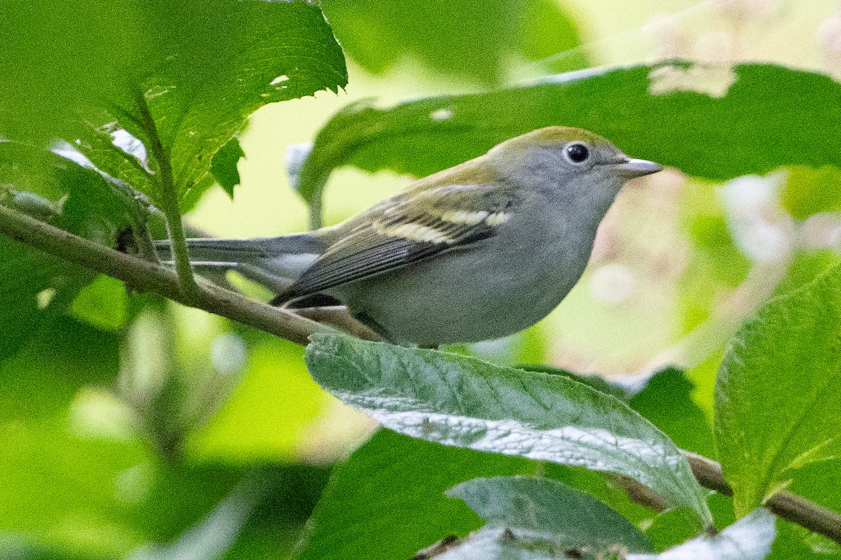 Chestnut-sided Warbler - ML623150791