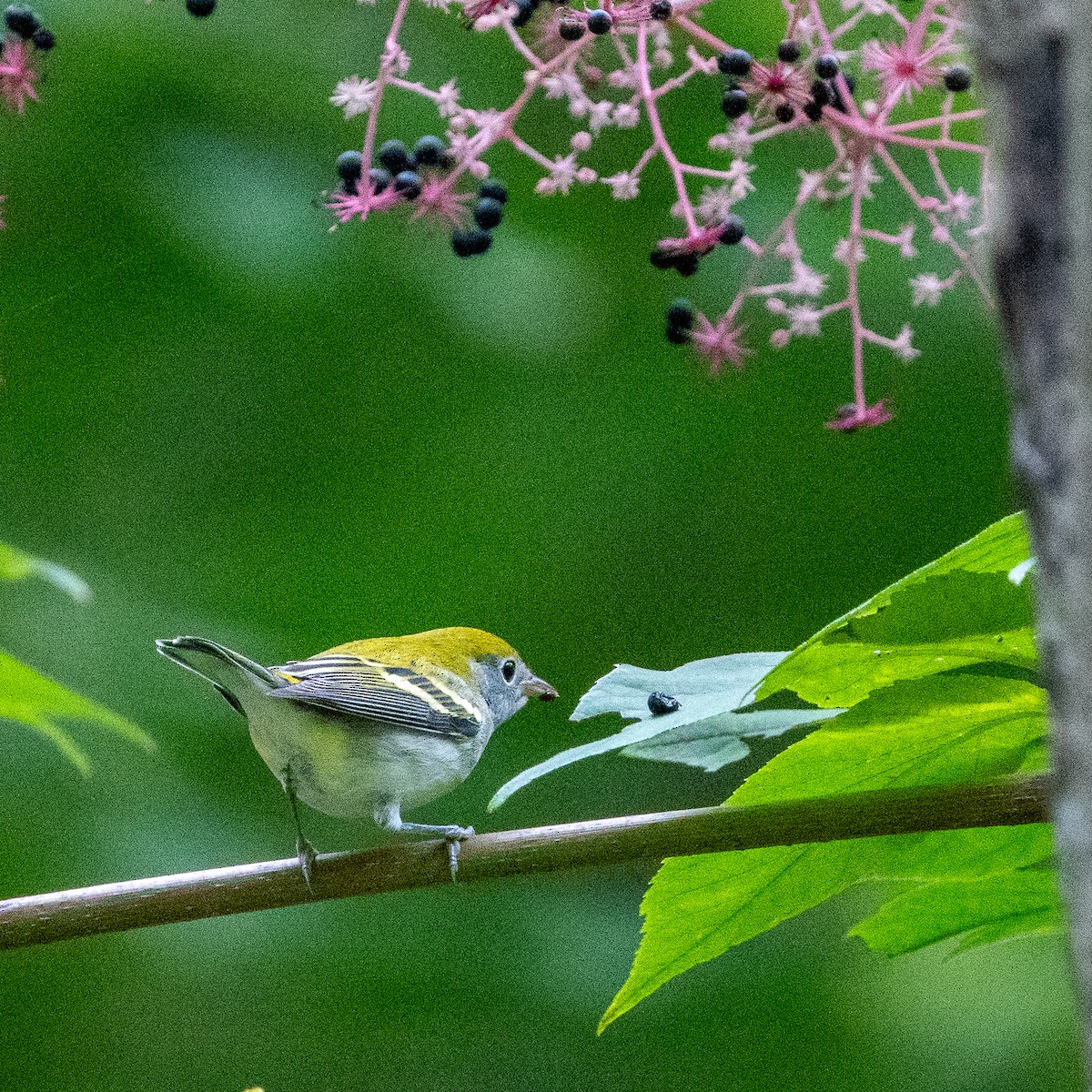 Chestnut-sided Warbler - ML623150792