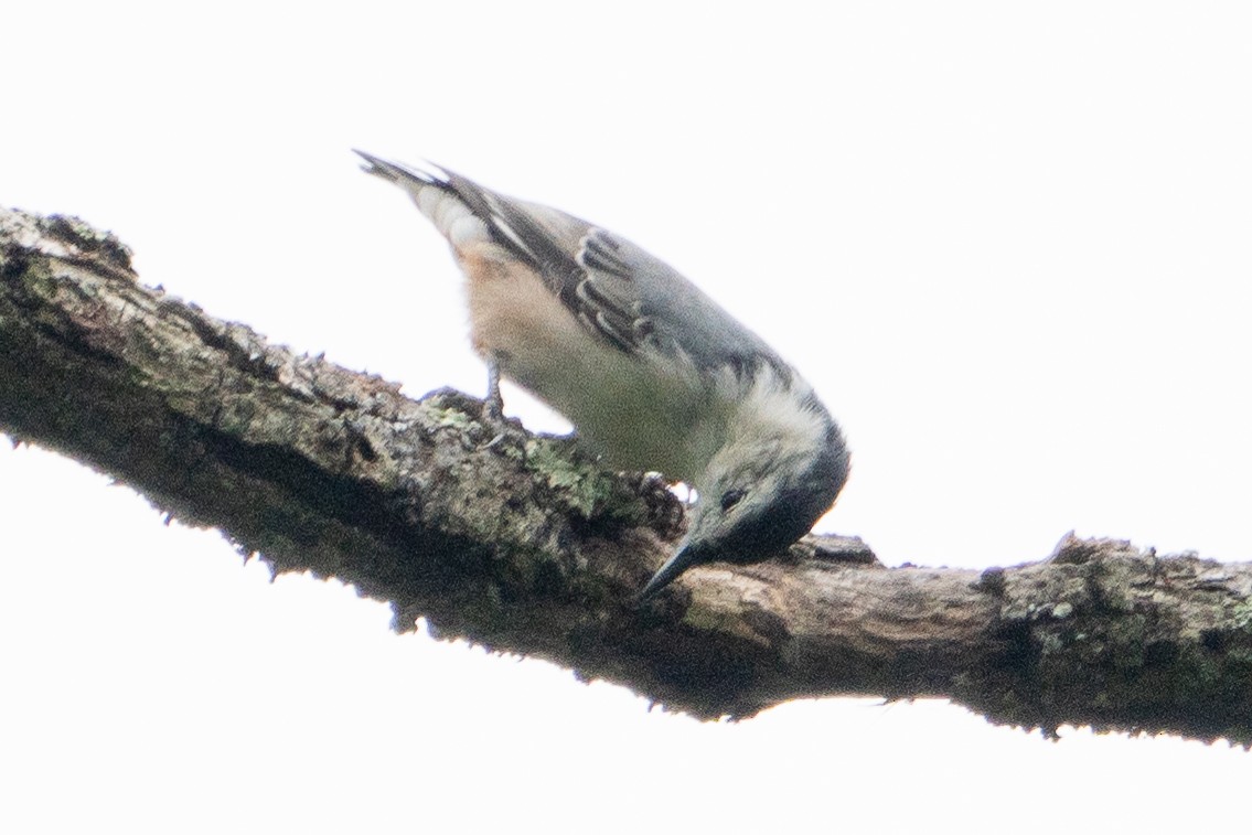 White-breasted Nuthatch - ML623150846