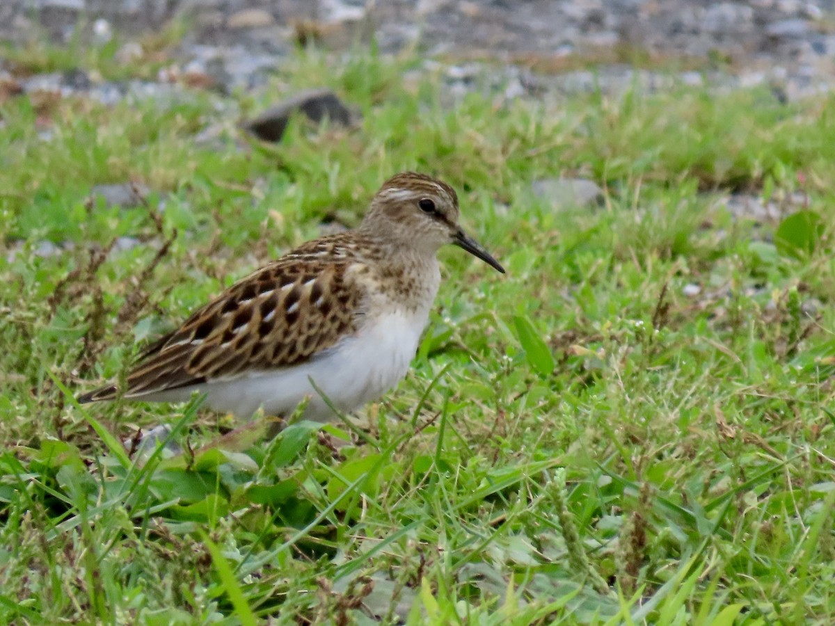 Least Sandpiper - ML623150851