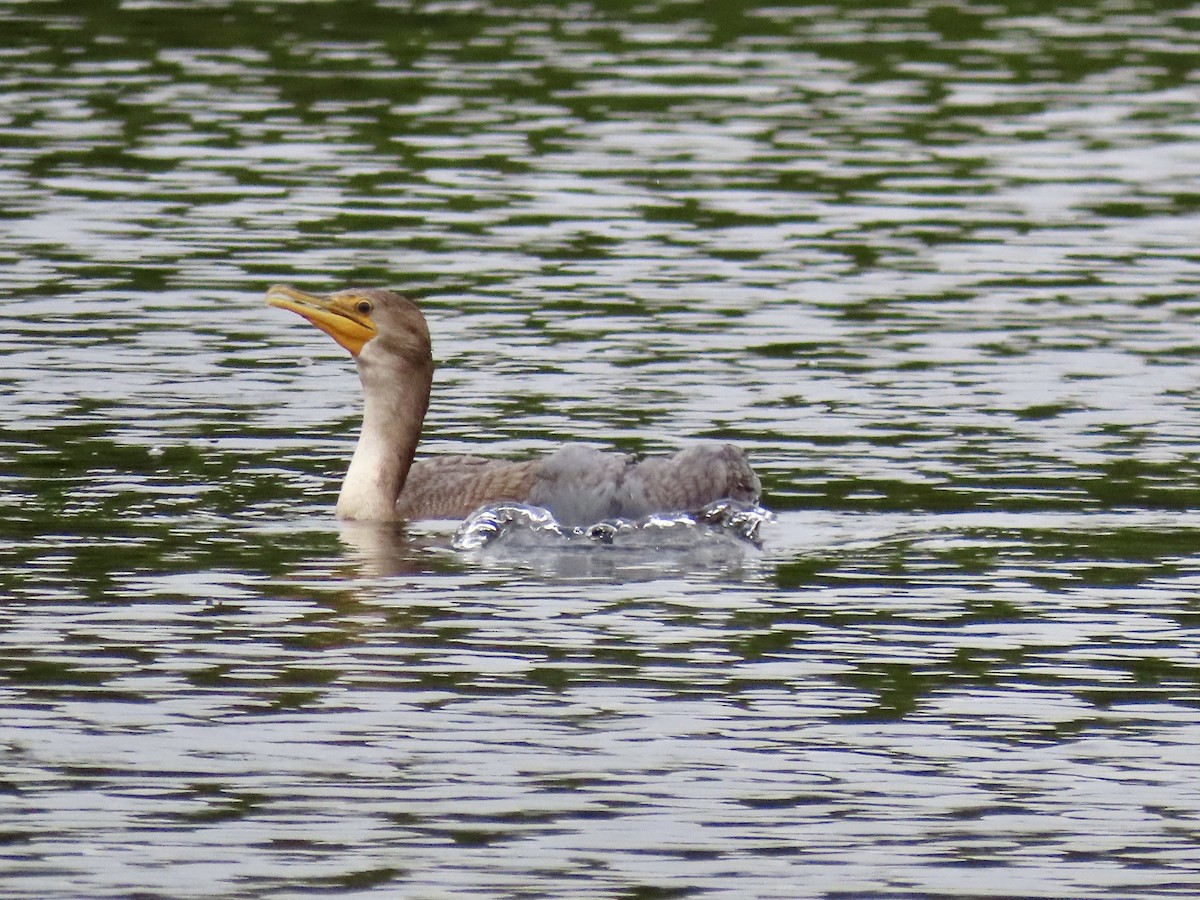 Double-crested Cormorant - ML623150857