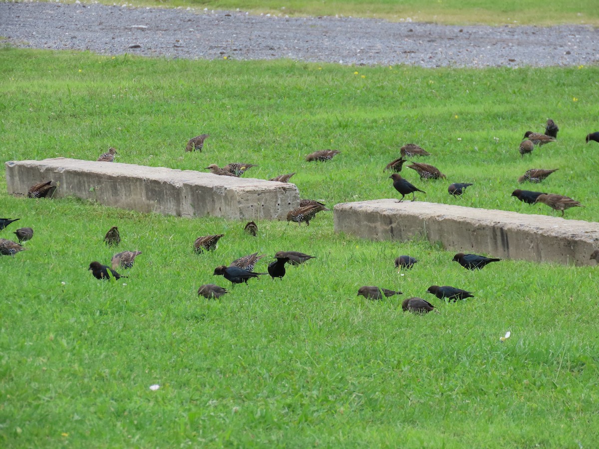 Brown-headed Cowbird - ML623150871