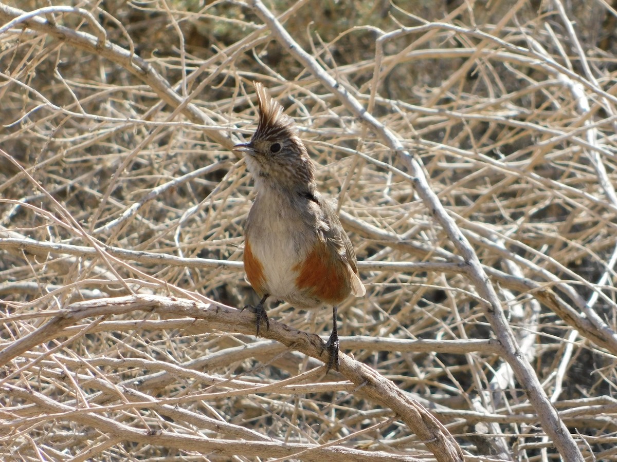 Schopftapaculo - ML623150875