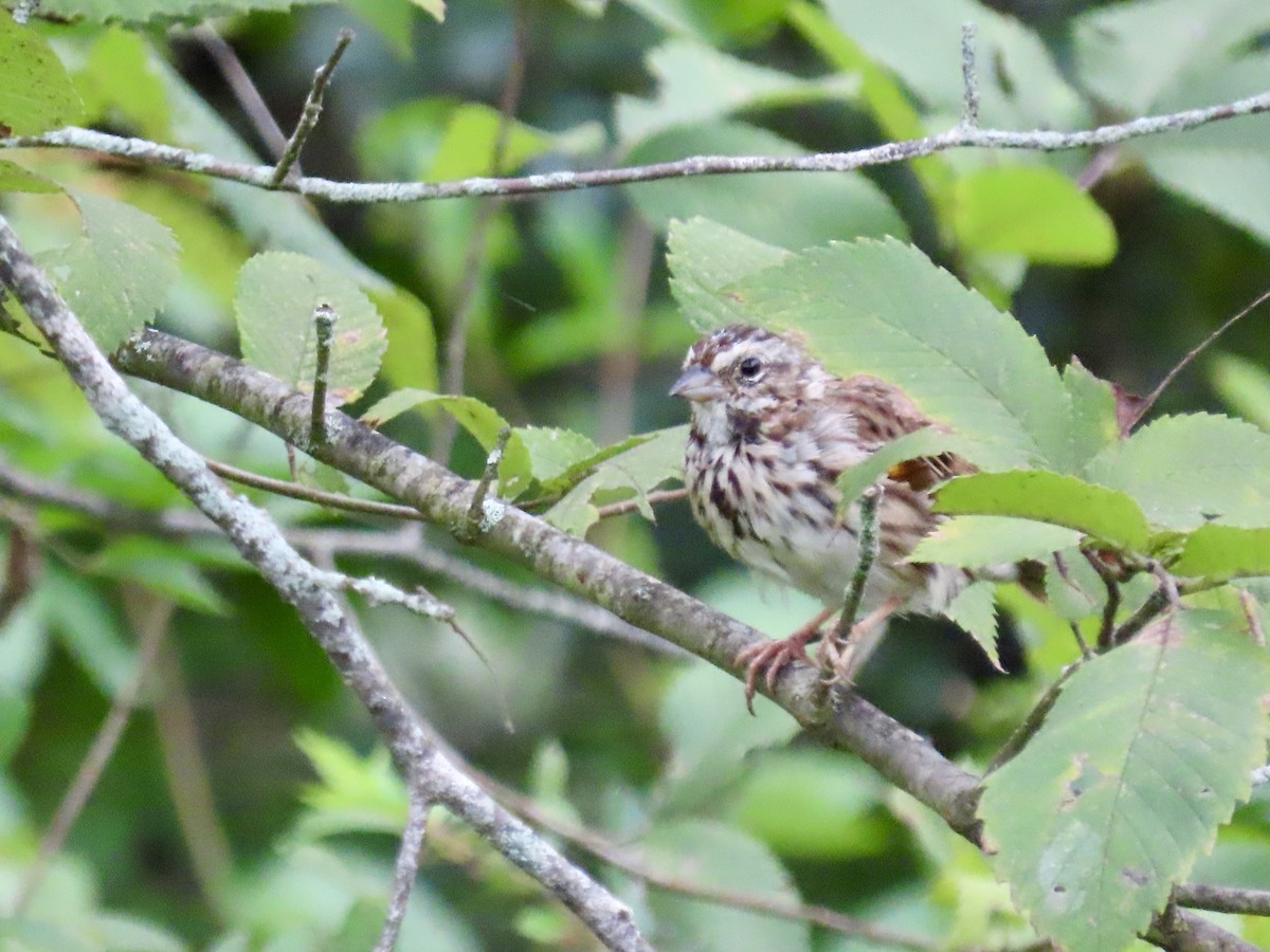 Song Sparrow - ML623150946