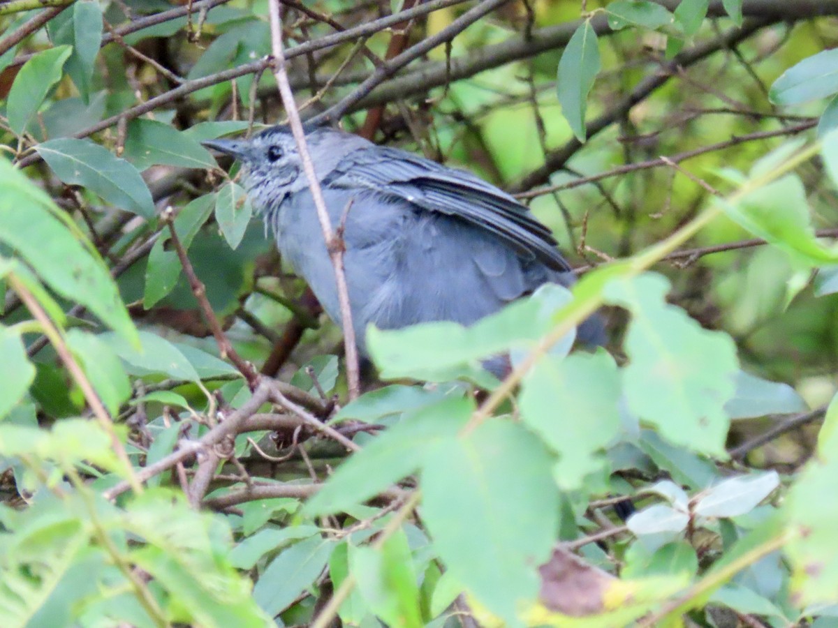 Gray Catbird - ML623150949