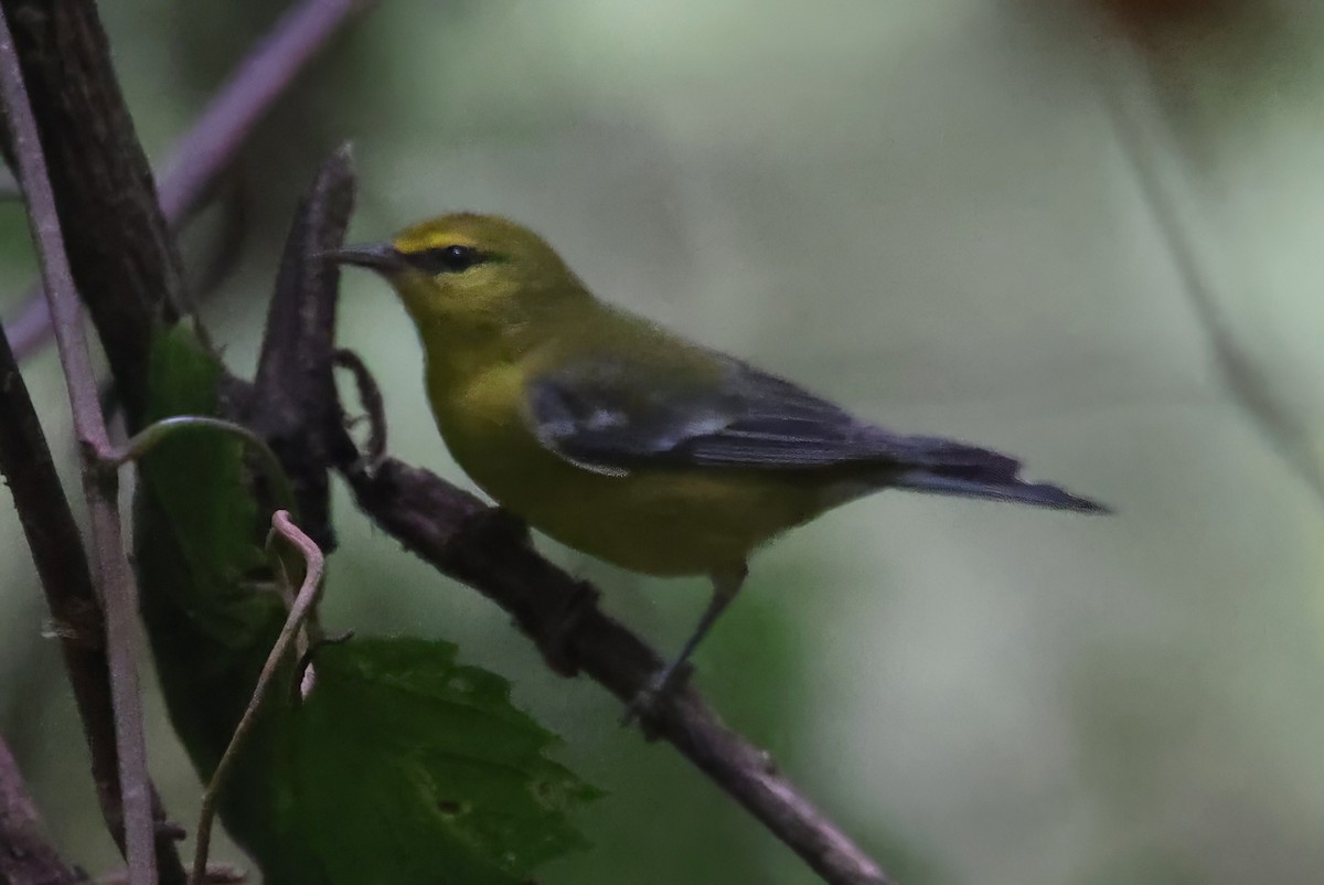 Blue-winged Warbler - ML623150994