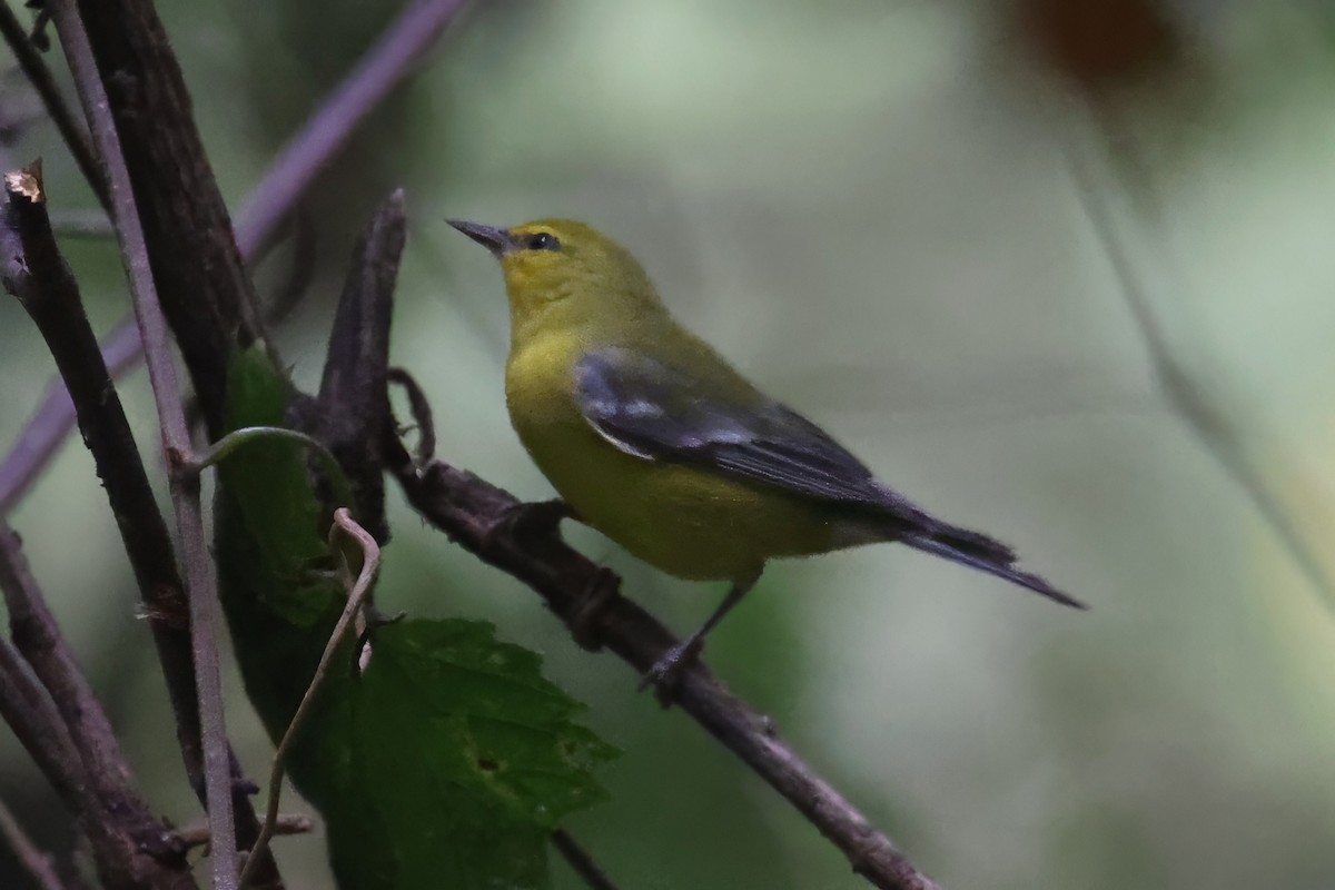 Blue-winged Warbler - ML623150995