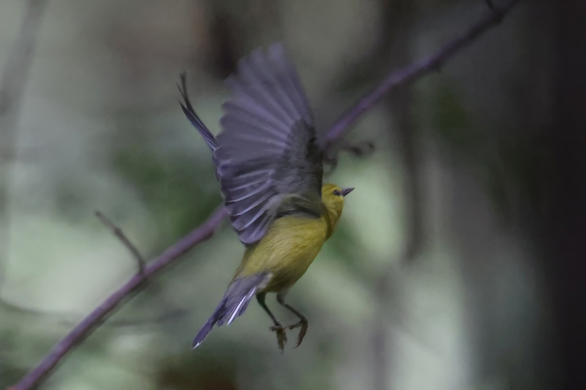 Blue-winged Warbler - ML623150996