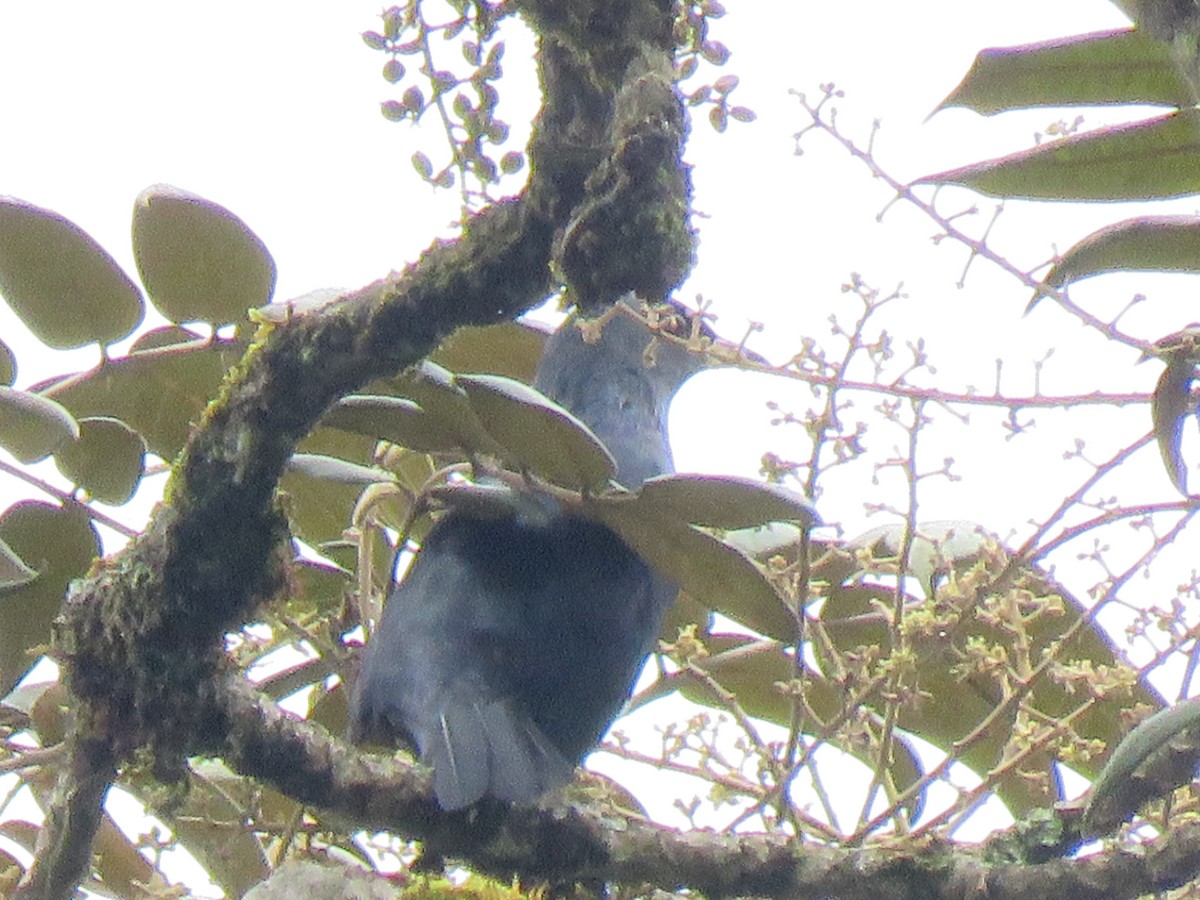 Waller's Starling - Beniamino Tuliozi