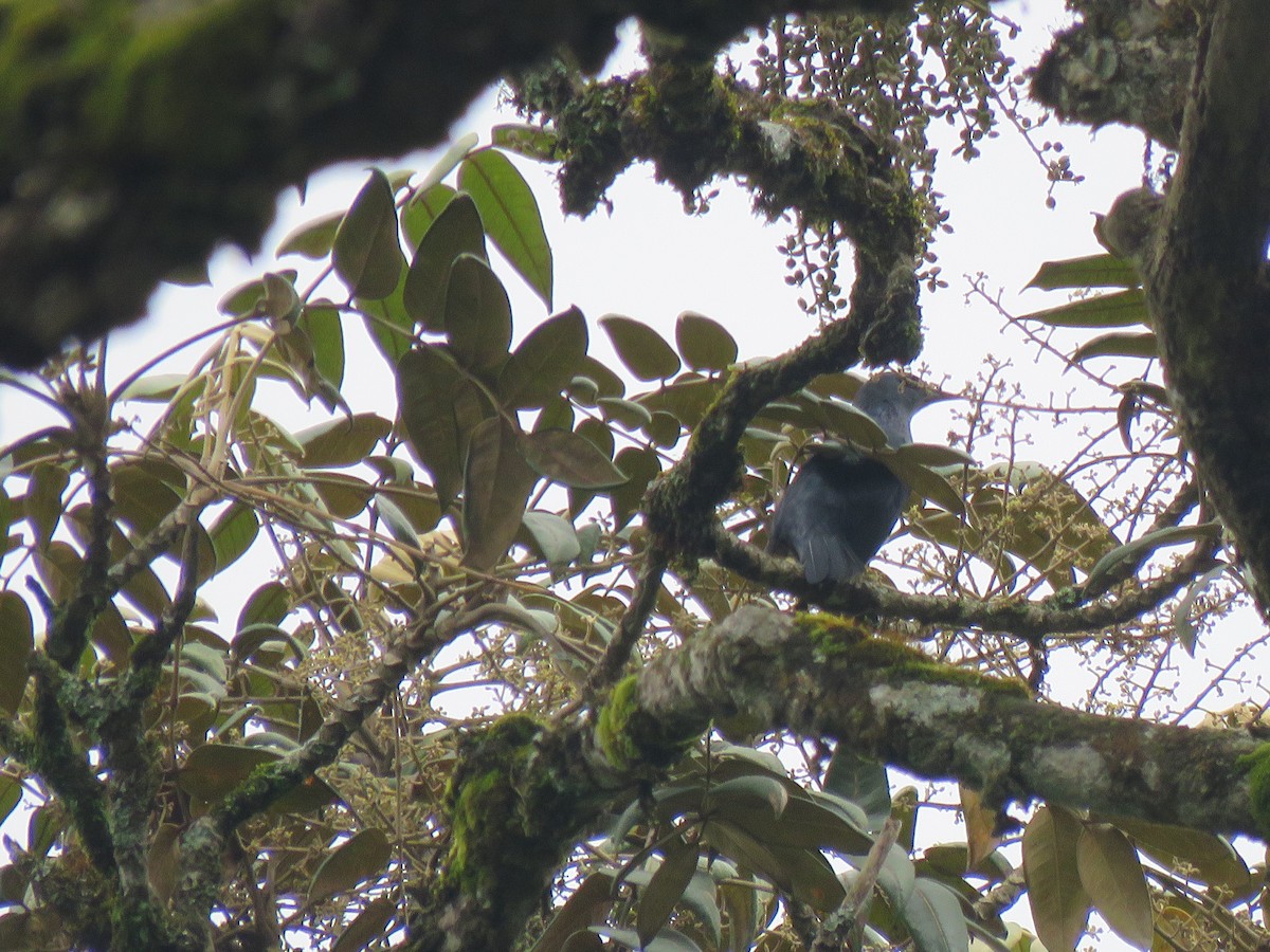 Waller's Starling - ML623151105