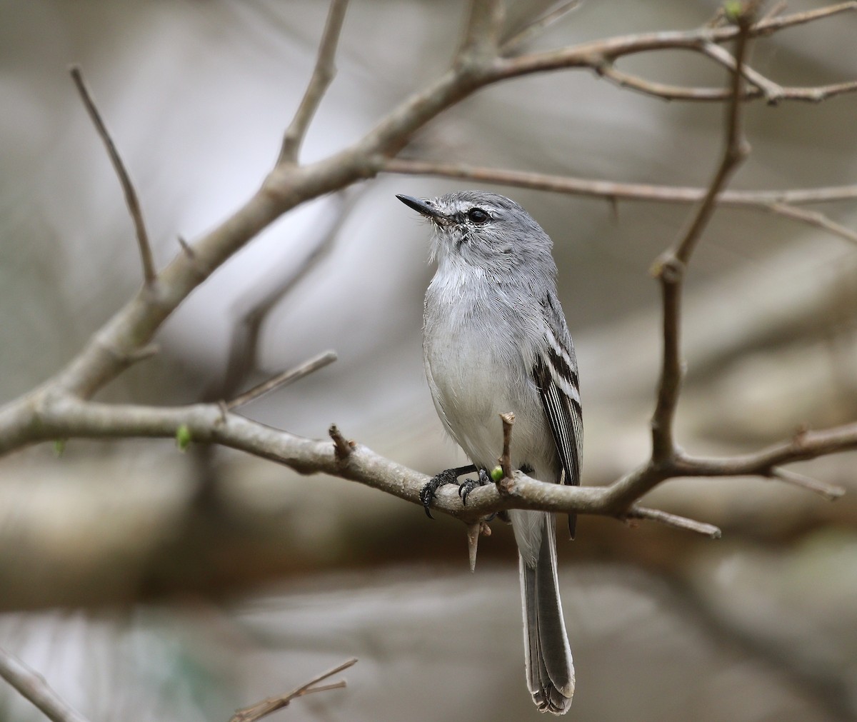 White-crested Tyrannulet (White-bellied) - ML623151146