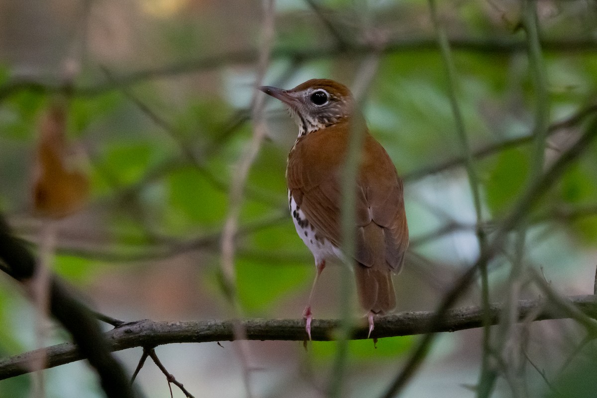 Wood Thrush - ML623151161