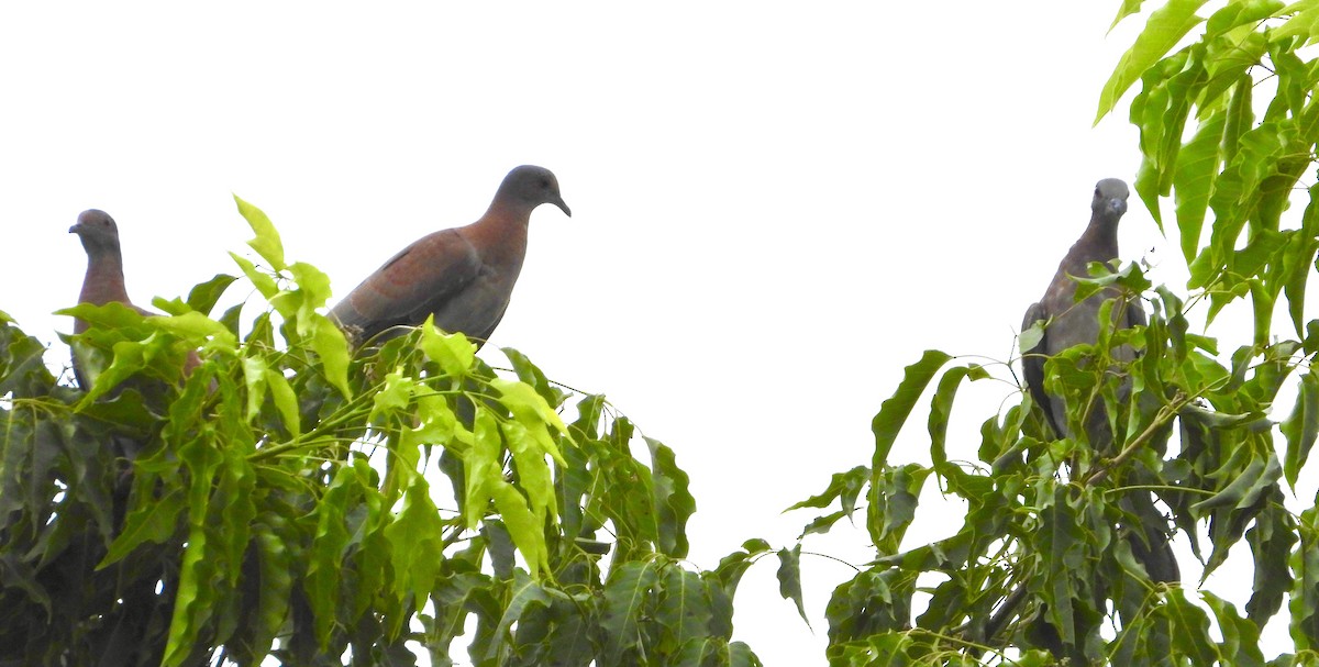 Pale-vented Pigeon - ML623151177