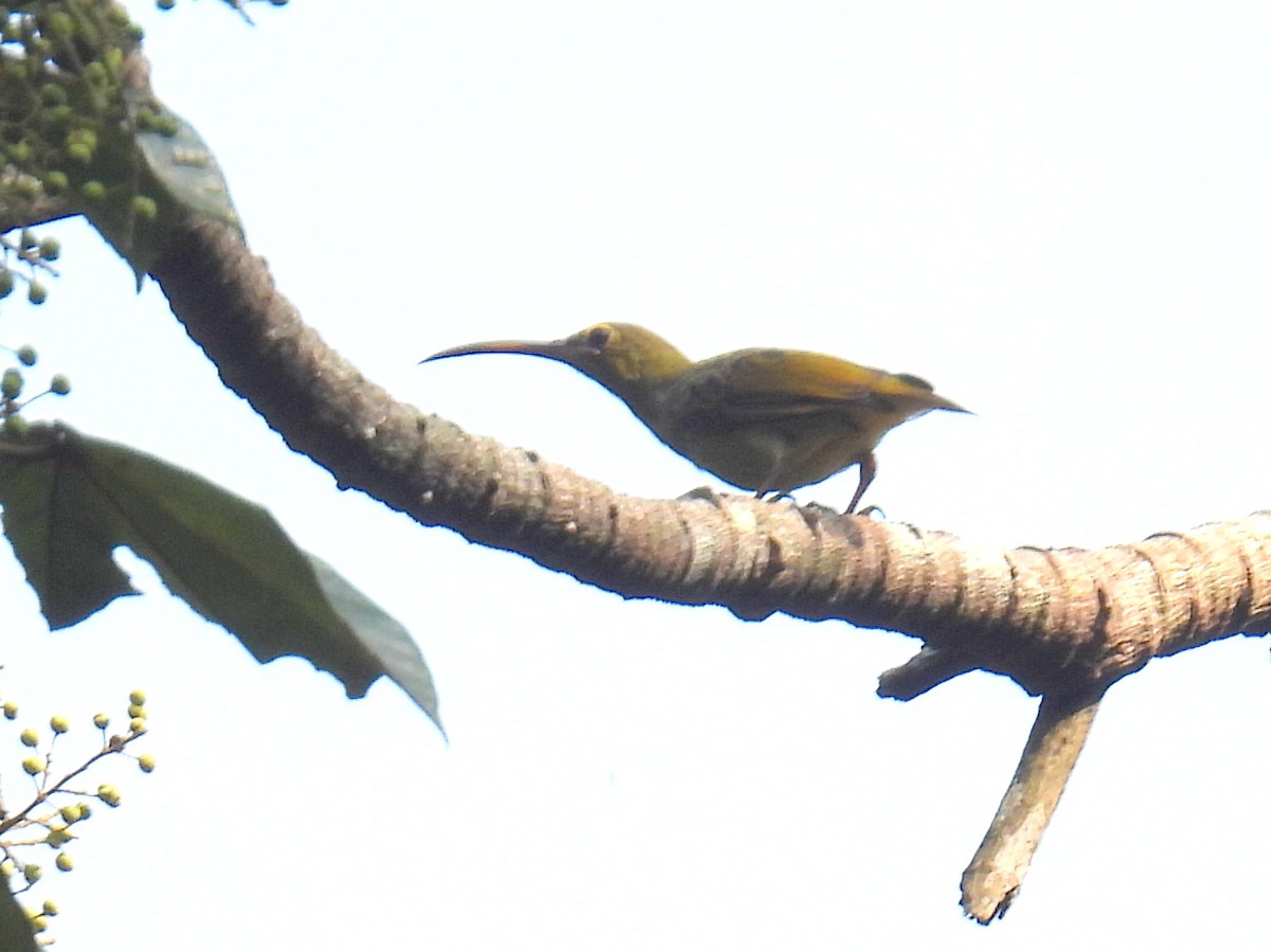 Yellow-eared Spiderhunter - ML623151216