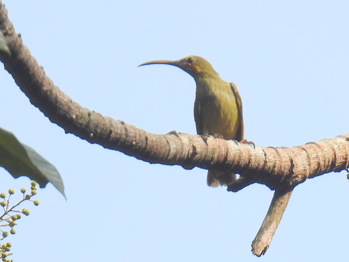 Yellow-eared Spiderhunter - bob butler