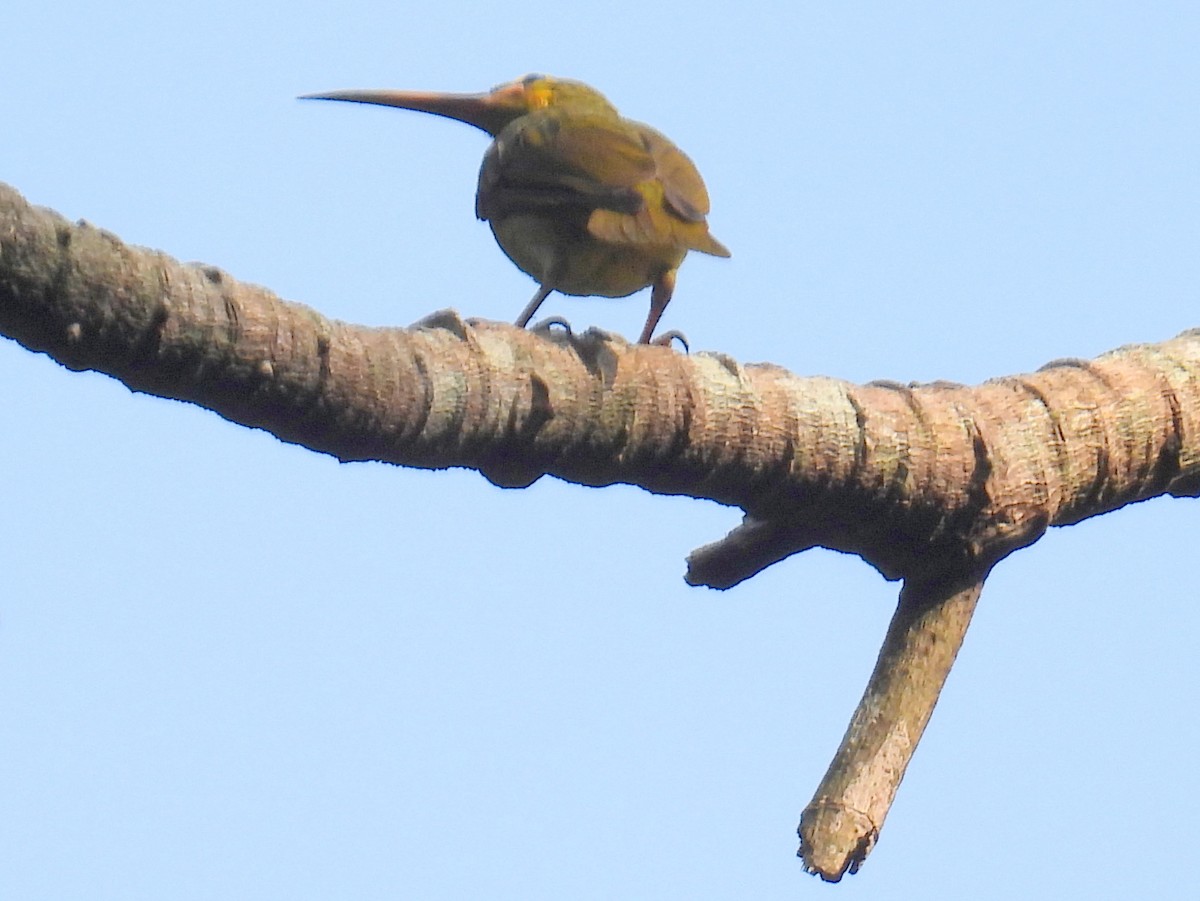 Yellow-eared Spiderhunter - ML623151218