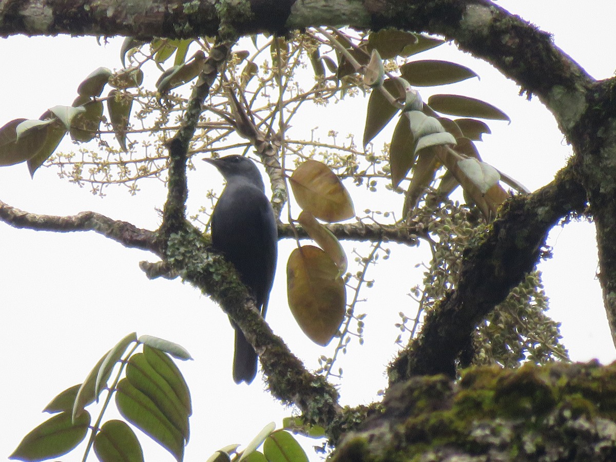 Waller's Starling - ML623151222