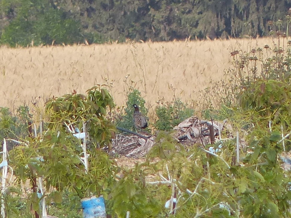 Black Francolin - ML623151248