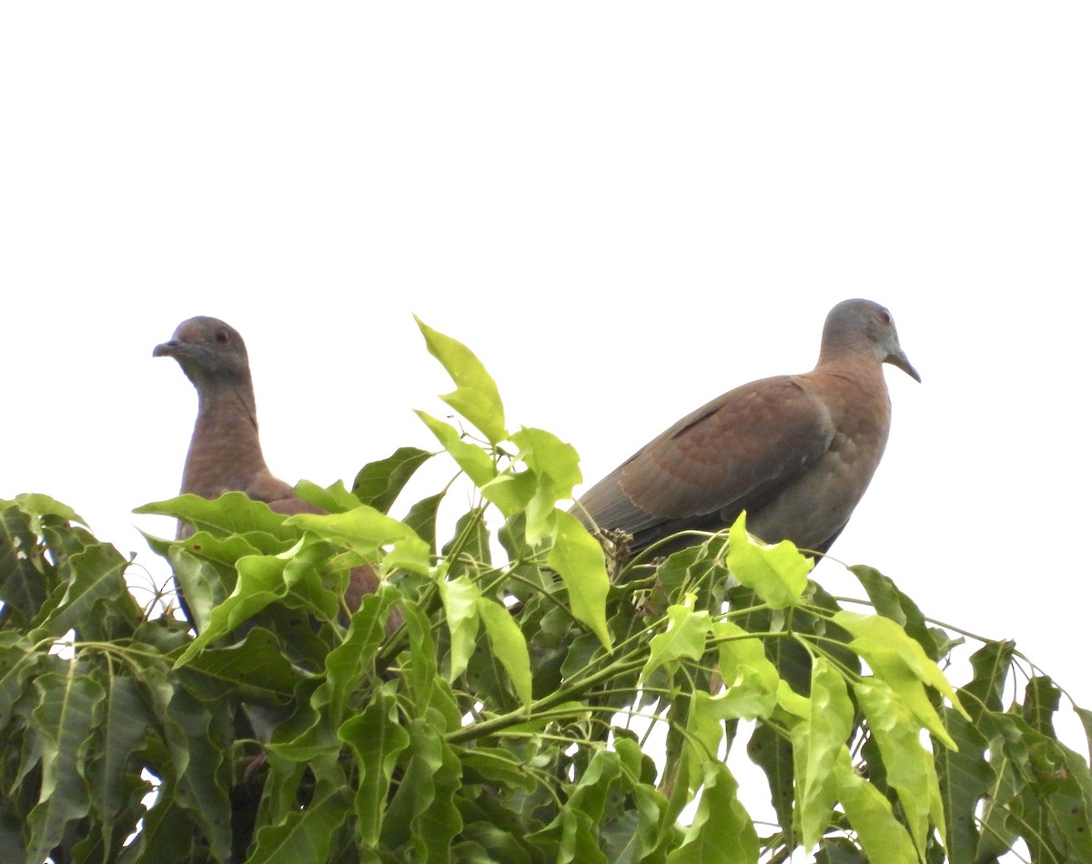 Pale-vented Pigeon - ML623151267