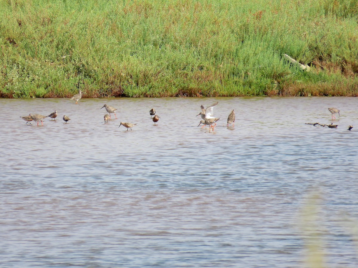 Common Redshank - Guillaume Réthoré