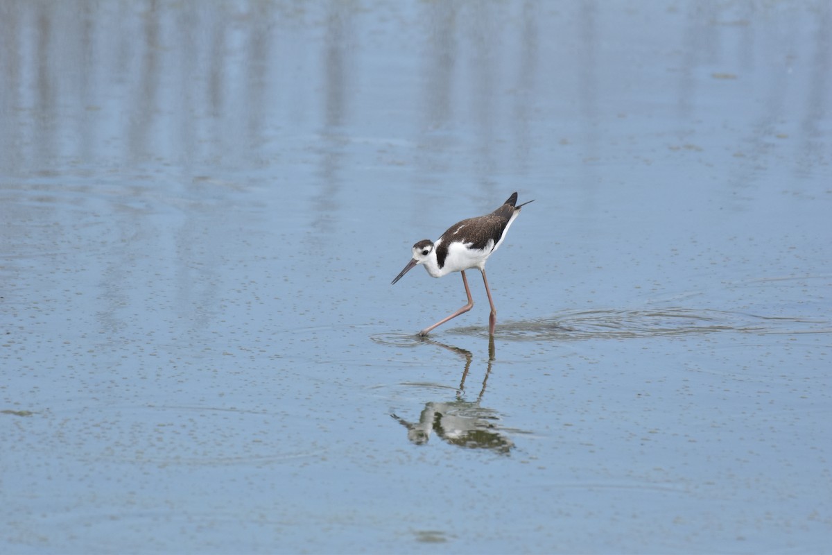 Black-necked Stilt - Carl Adams