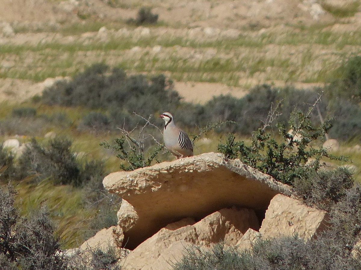 Chukar - ML623151466