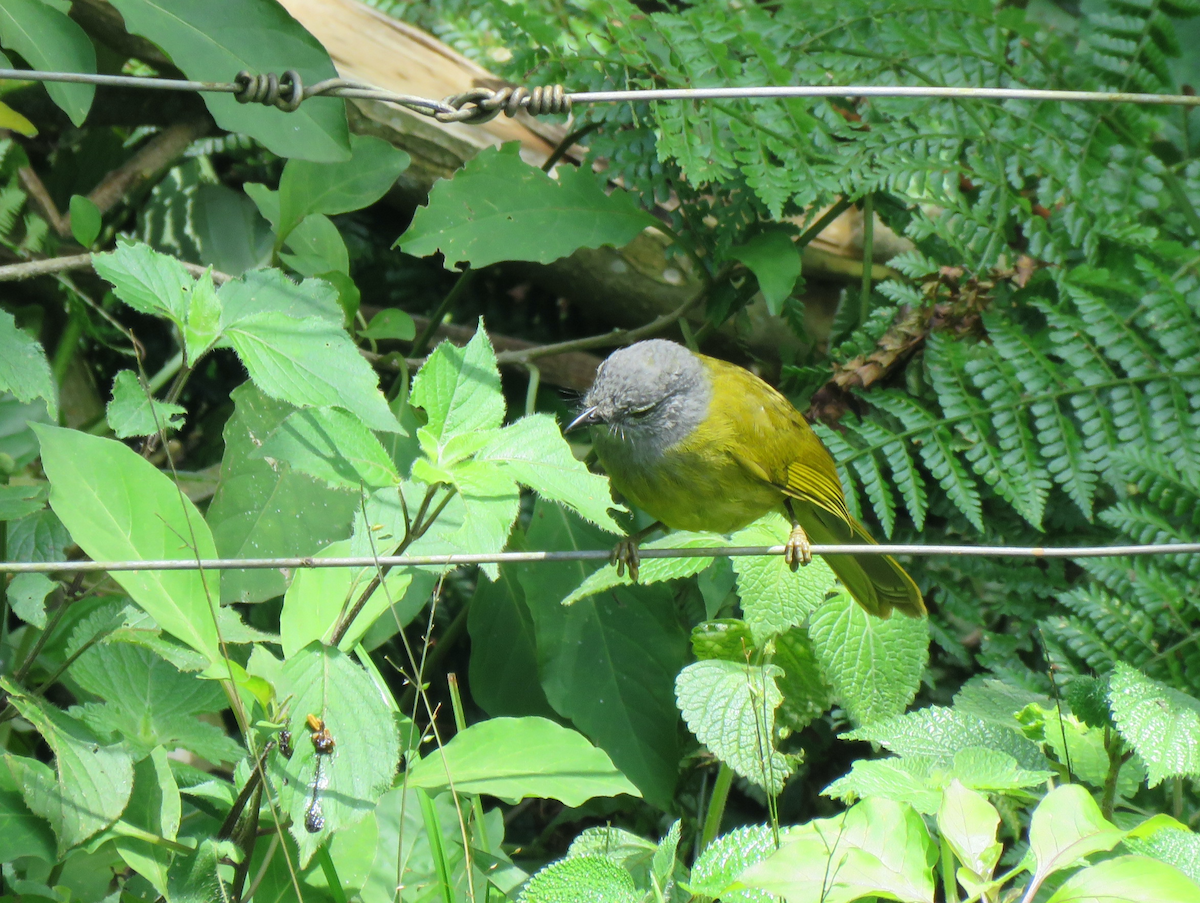 Eastern Mountain Greenbul - Beniamino Tuliozi