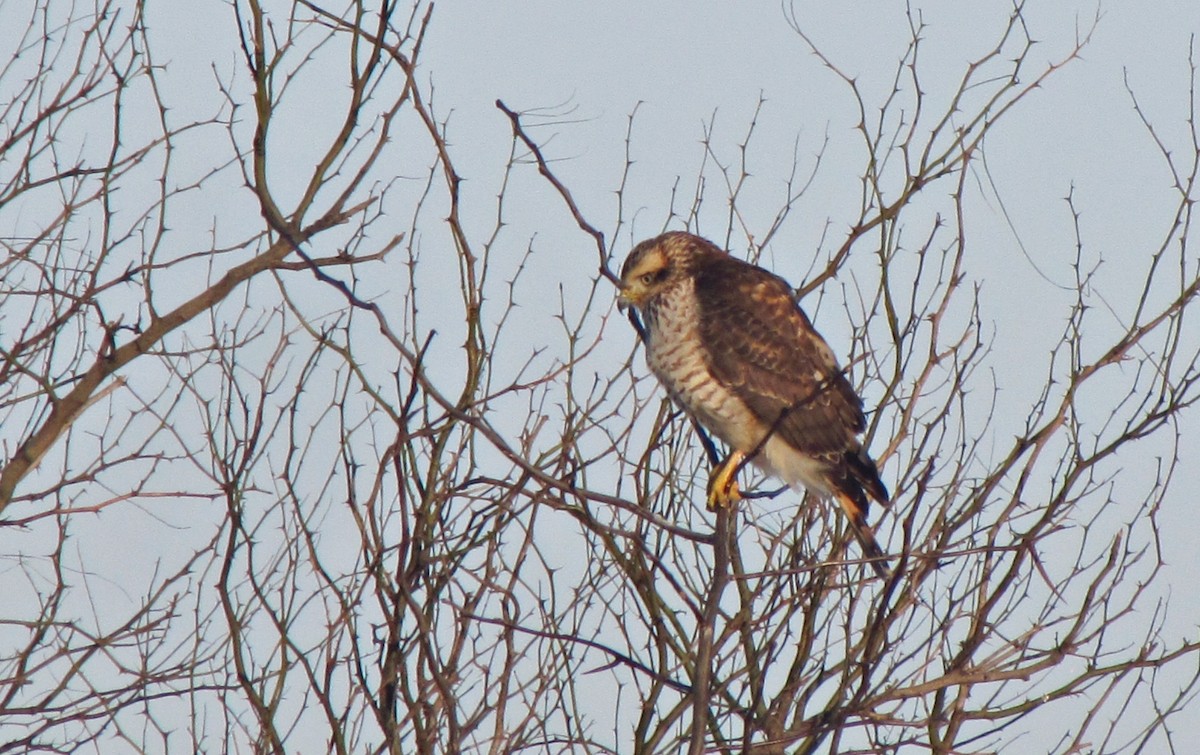 Roadside Hawk - ML623151646