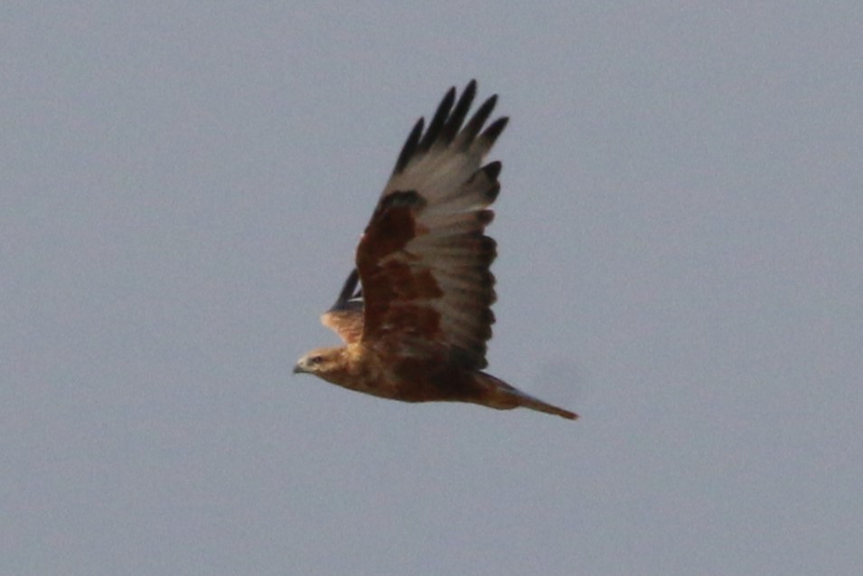 Long-legged Buzzard - ML623151649