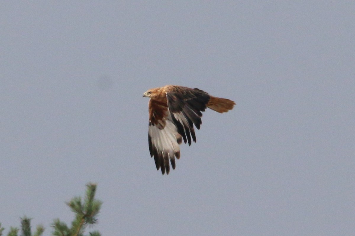 Long-legged Buzzard - ML623151650