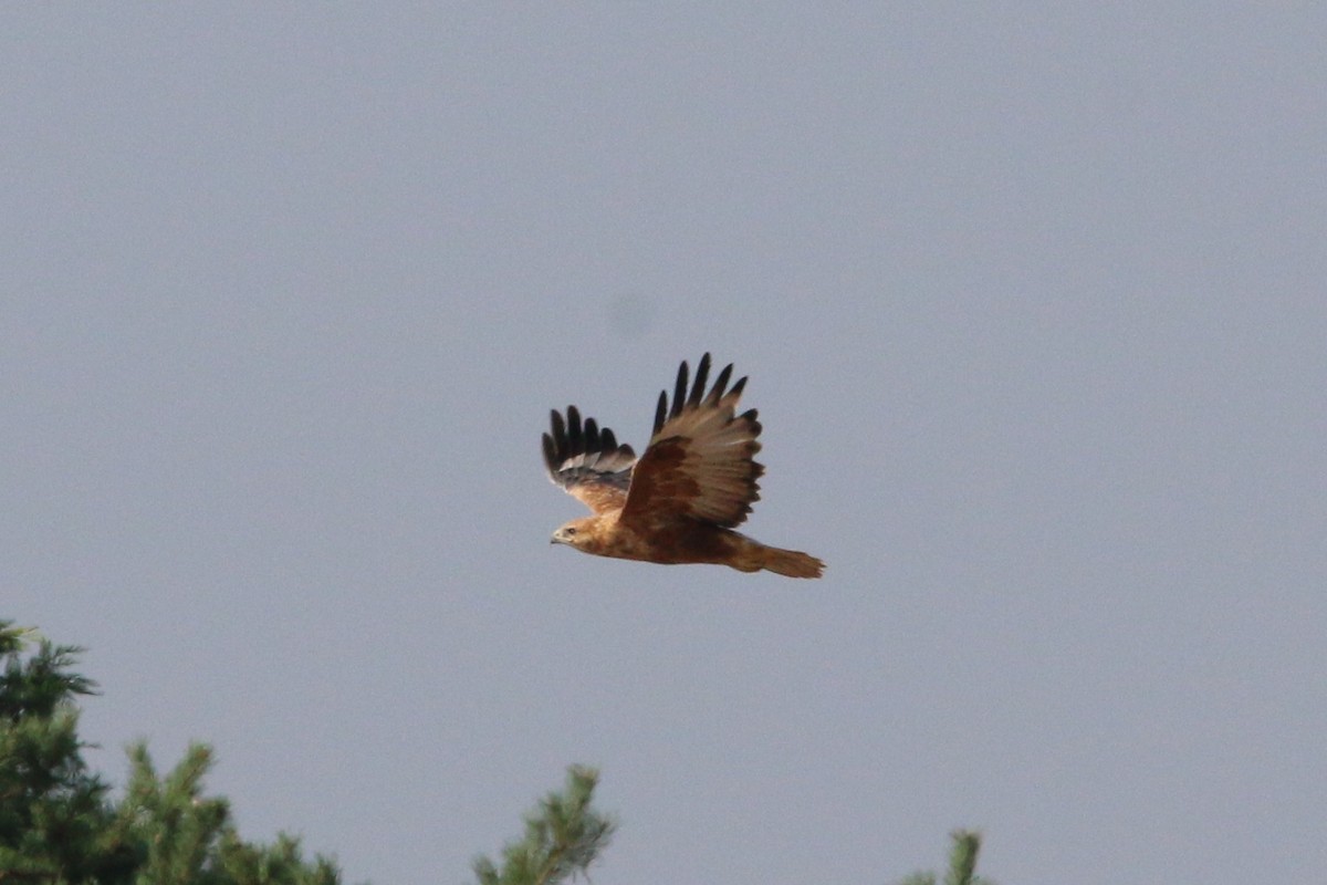 Long-legged Buzzard - ML623151651