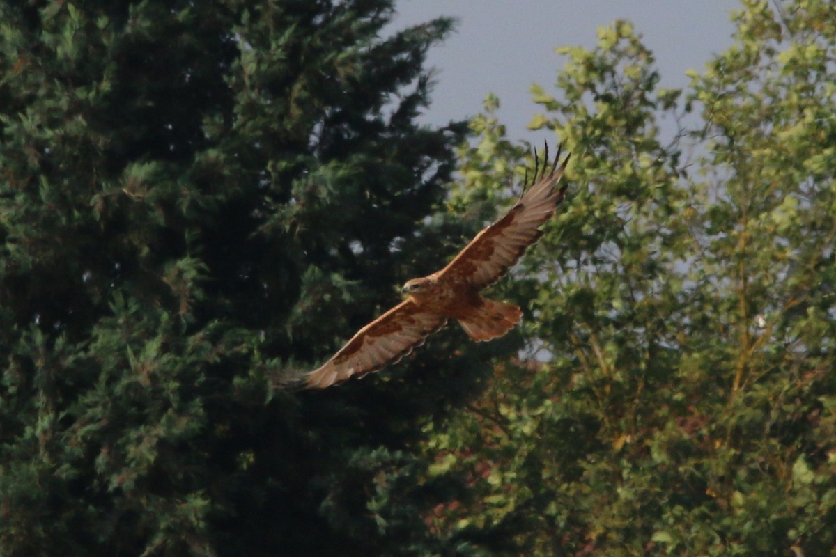 Long-legged Buzzard - ML623151652