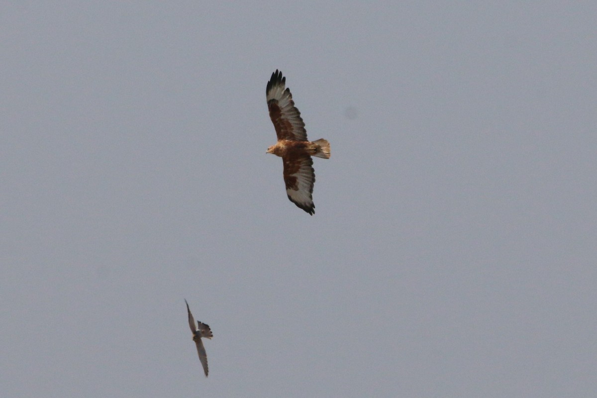 Long-legged Buzzard - ML623151653