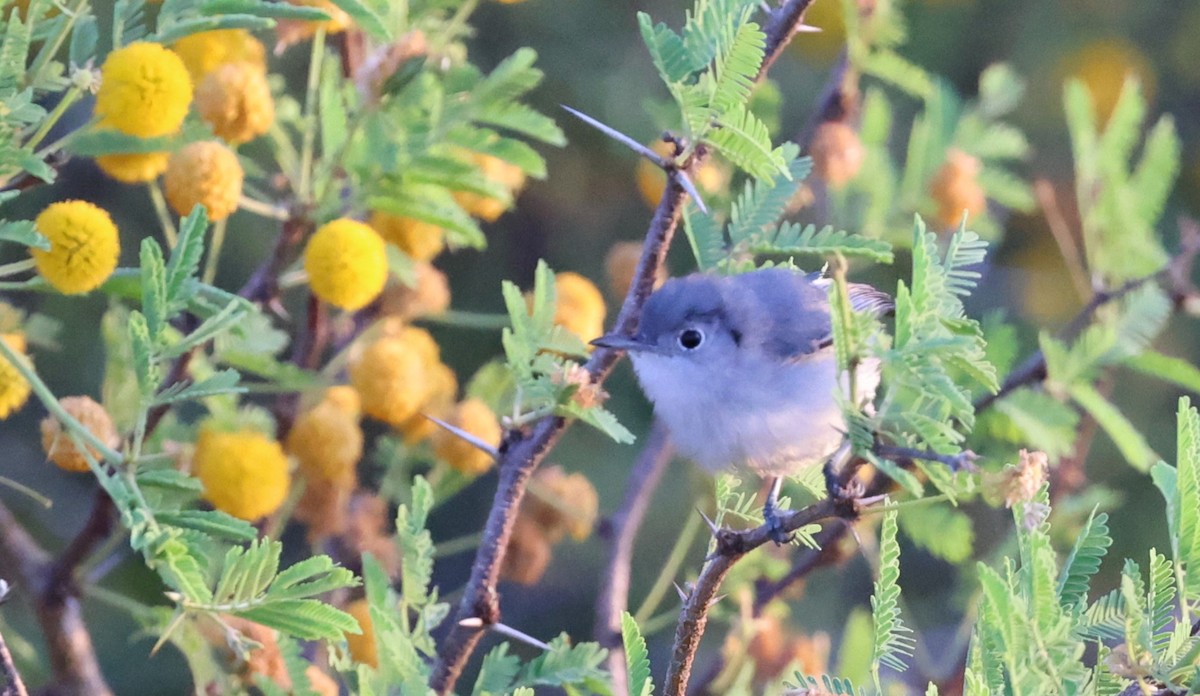 Cuban Gnatcatcher - ML623151732