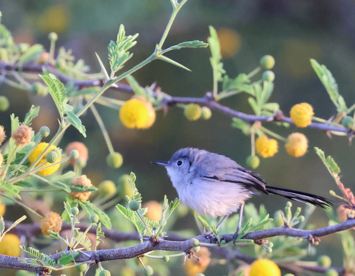 Cuban Gnatcatcher - ML623151733