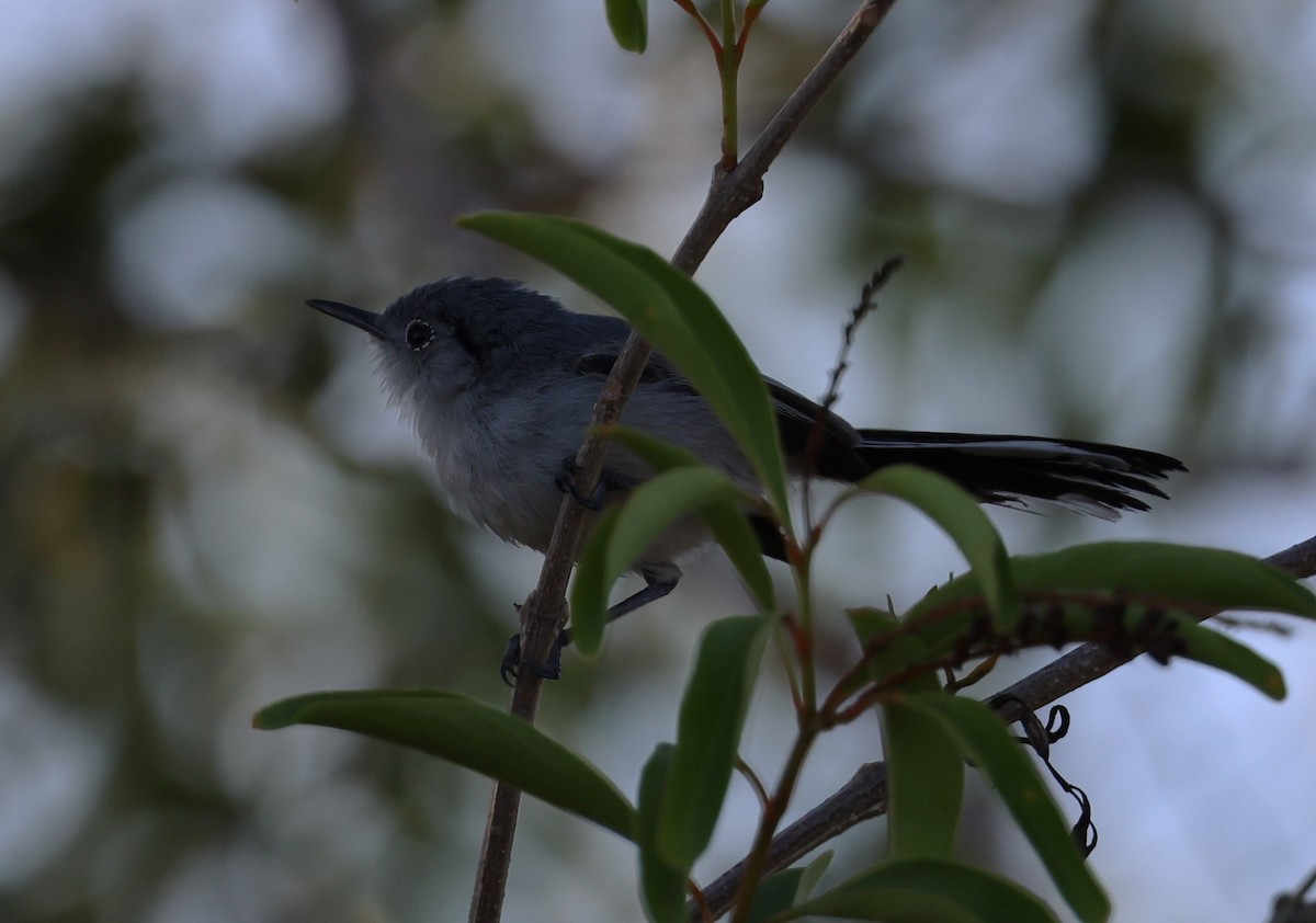 Cuban Gnatcatcher - ML623151735