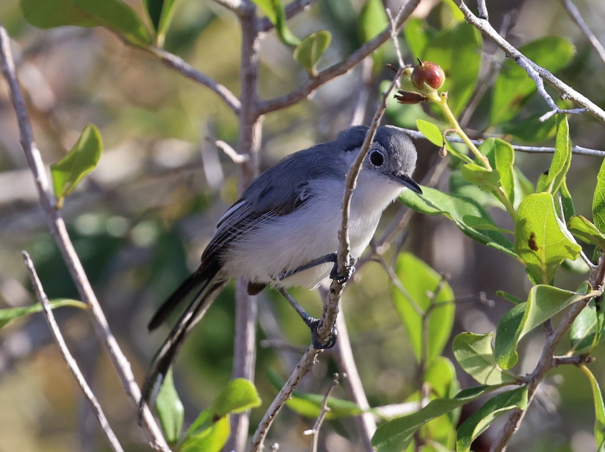 Cuban Gnatcatcher - ML623151736