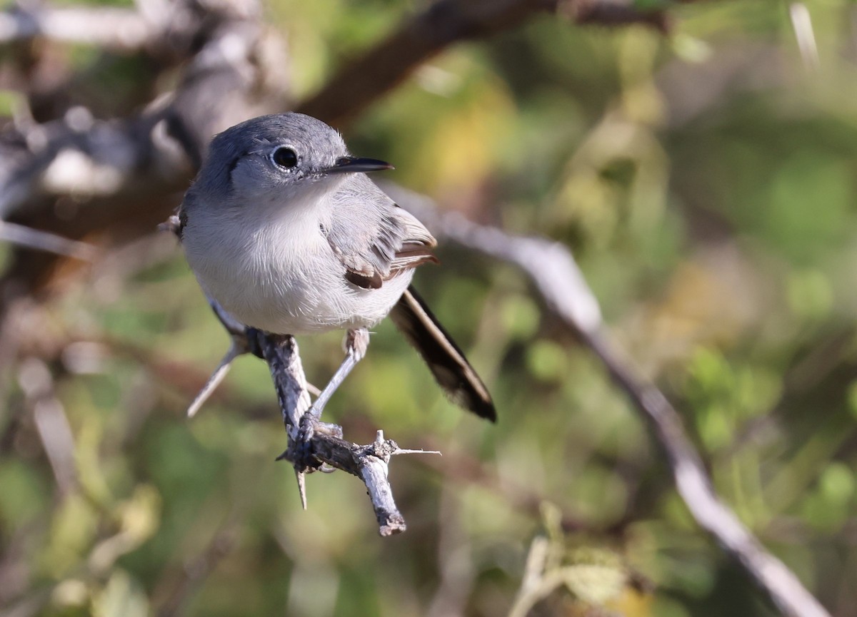 Cuban Gnatcatcher - ML623151737